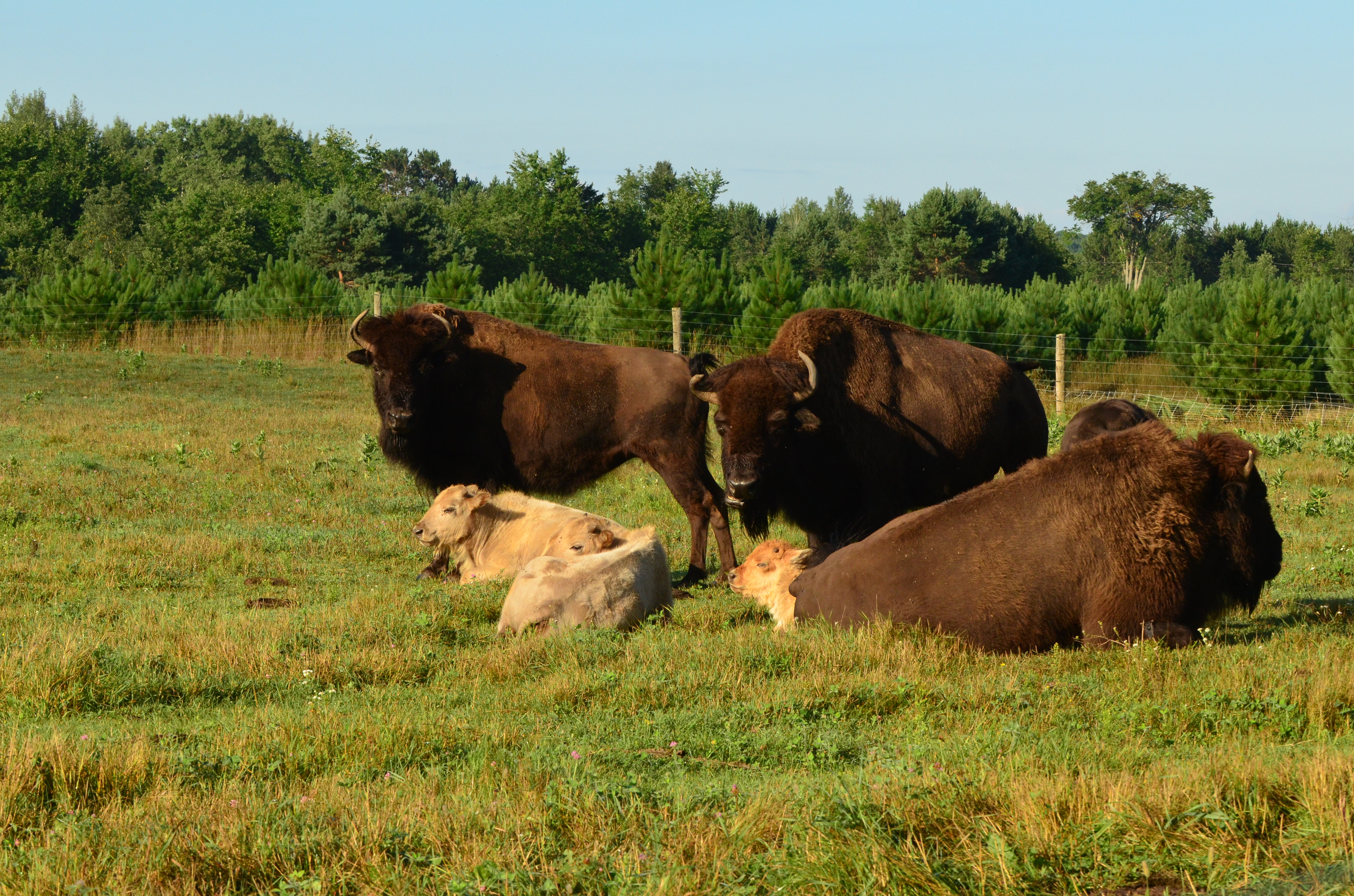 American Bison White Bison Farm