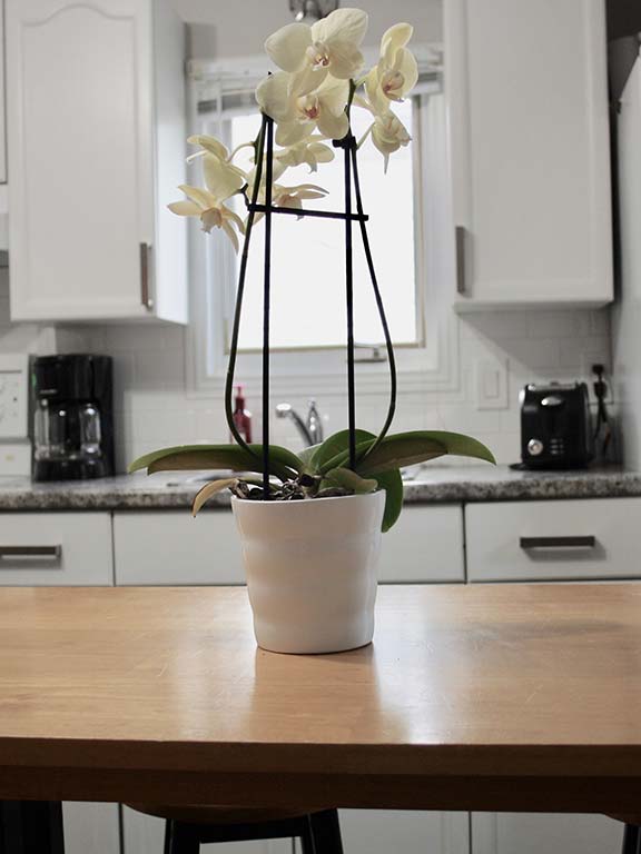 Our Cottages Whitecap Rentals