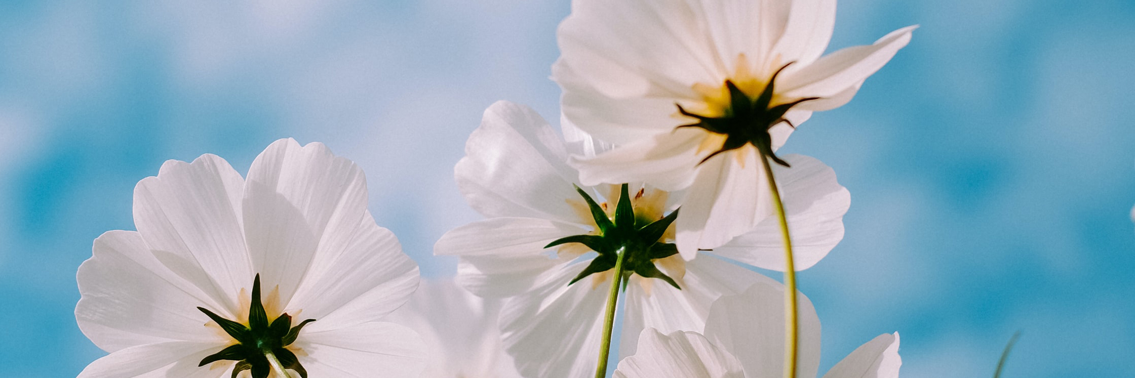 Current Specials at White Cloud Carpet Cleaners Sun Valley Idaho