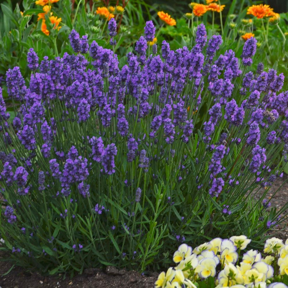 Lavandula angustifolia (Lavender) Sweet Romance® White Flower Farm
