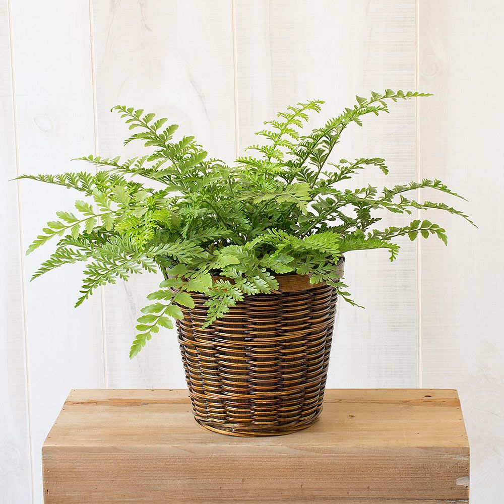 Bird's Nest Fern Austral Gem White Flower Farm