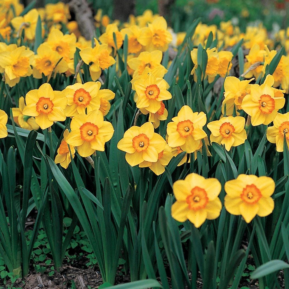 Narcissus 'Ceylon' White Flower Farm