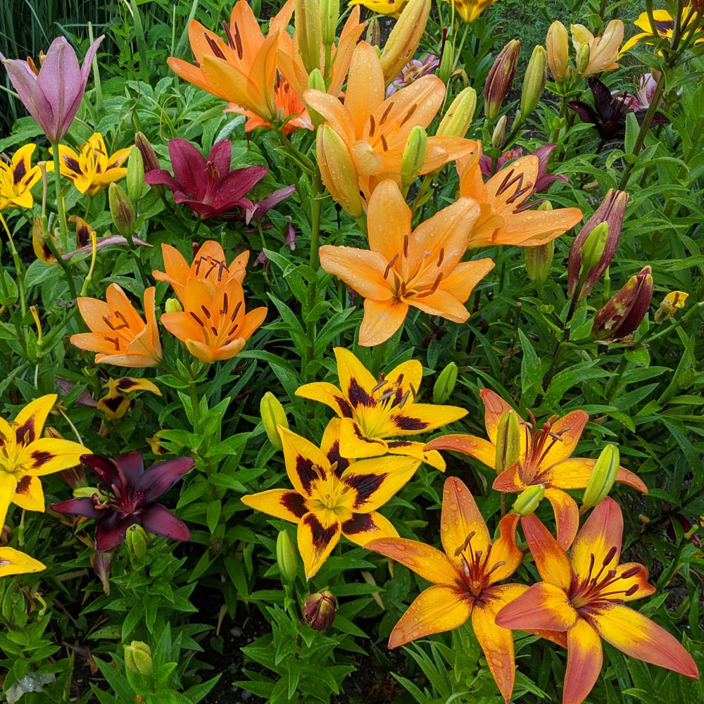 Lilium Naturalizing Mix White Flower Farm