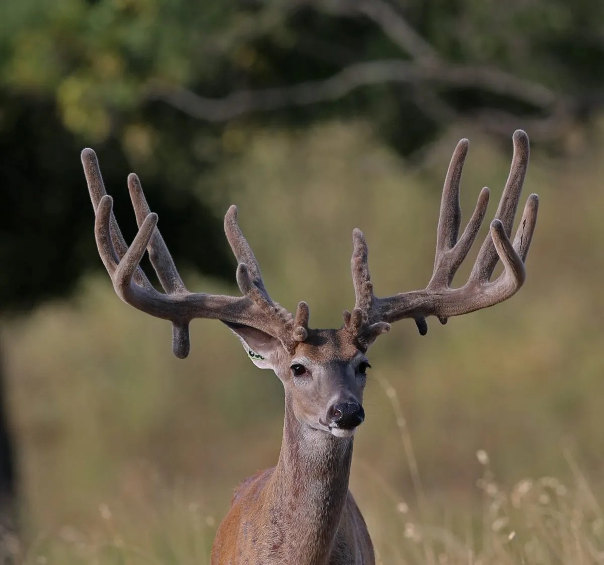 Trophy Texas Whitetail Deer Breeding, Breeder Bucks at White Ghost Ranch White Ghost Ranch