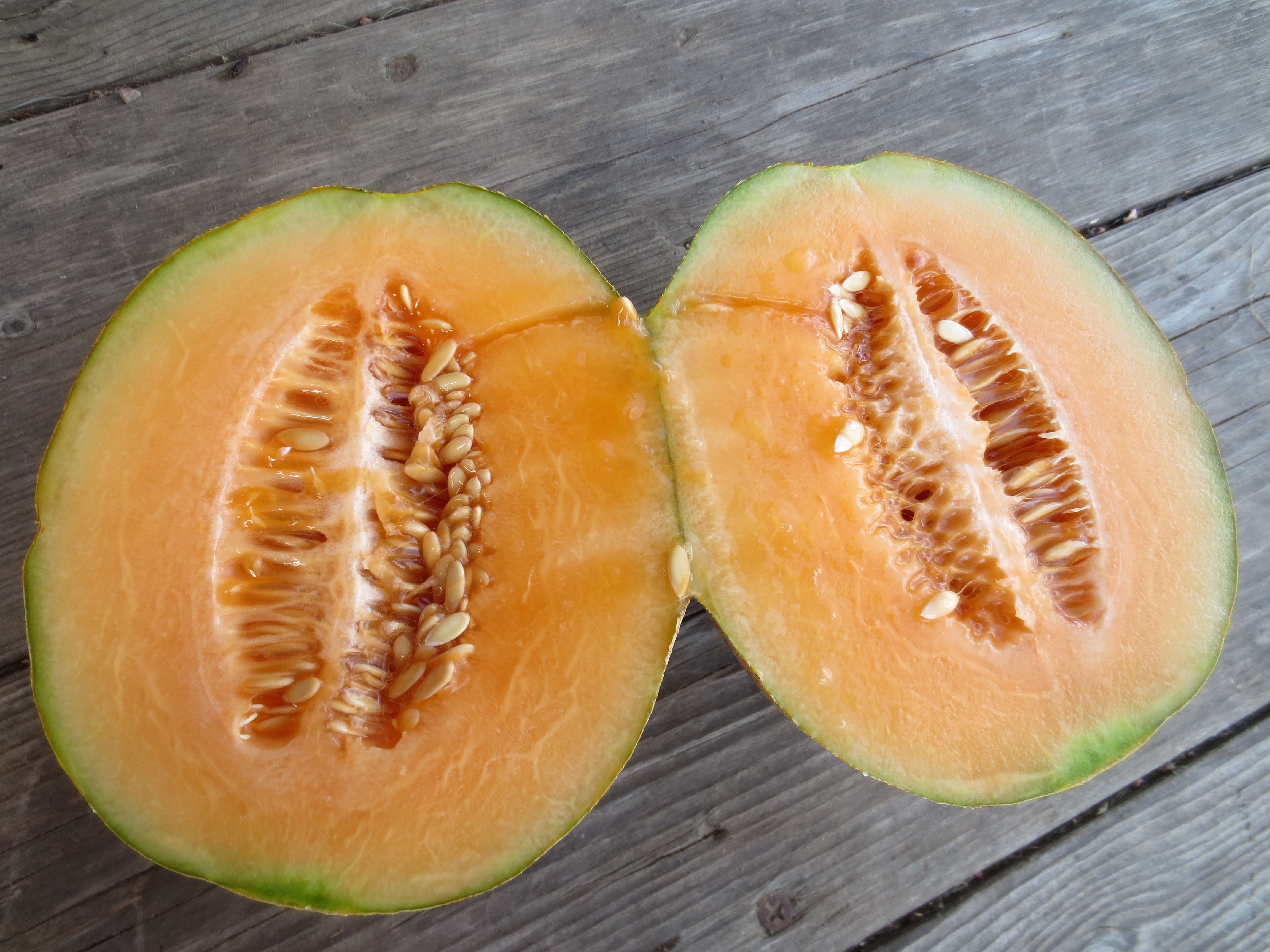 Mainstream Melon White Harvest Seed Company