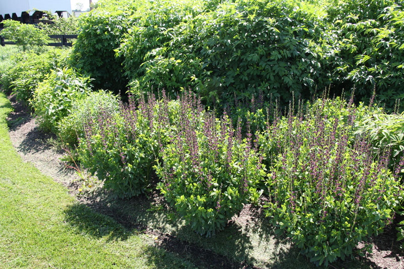 Tree of the Month Elderberry [Sambucus nigra subsp. canadensis]