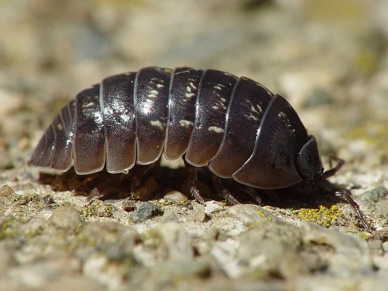 What Do Sow Bugs Eat Unveiling Their Appetite White MarketPlace