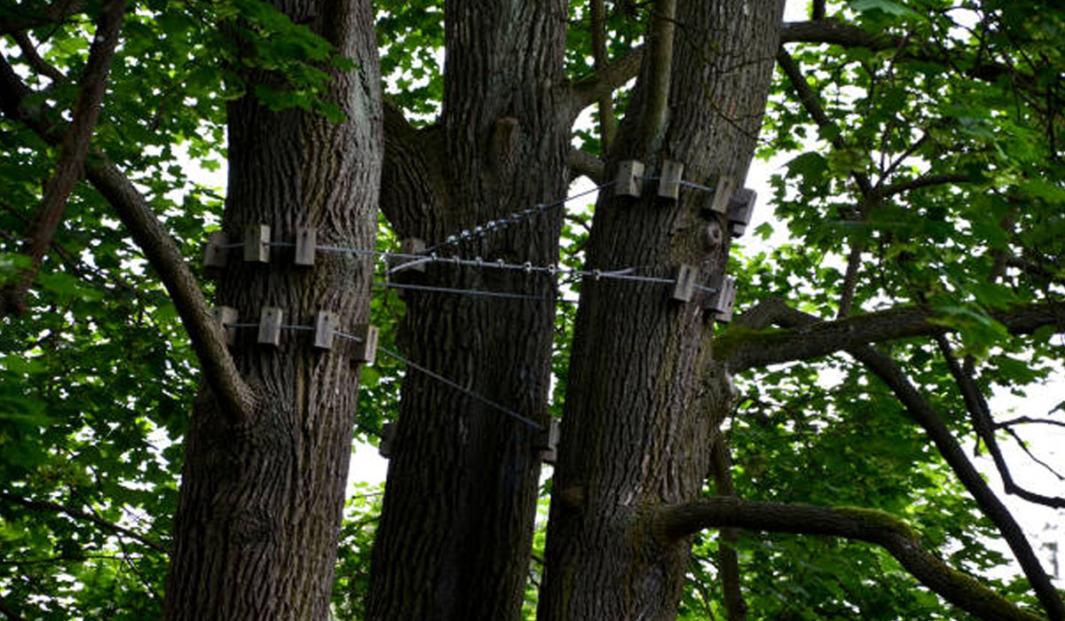 Tree Cabling & Bracing Strengthening Nature's Giants