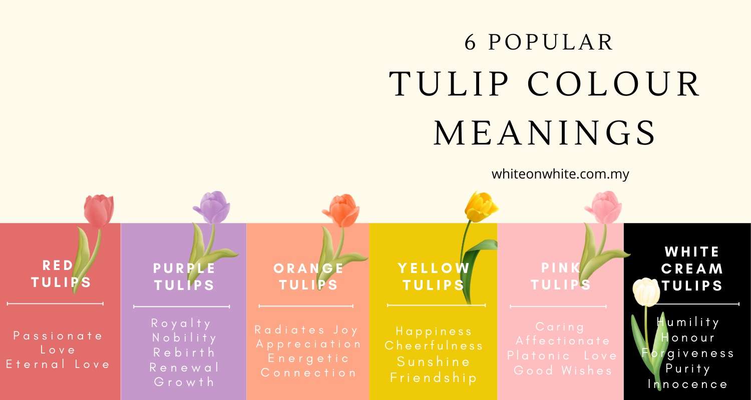 8 Fascinating Tulip Facts That You Are Unaware Of White on White