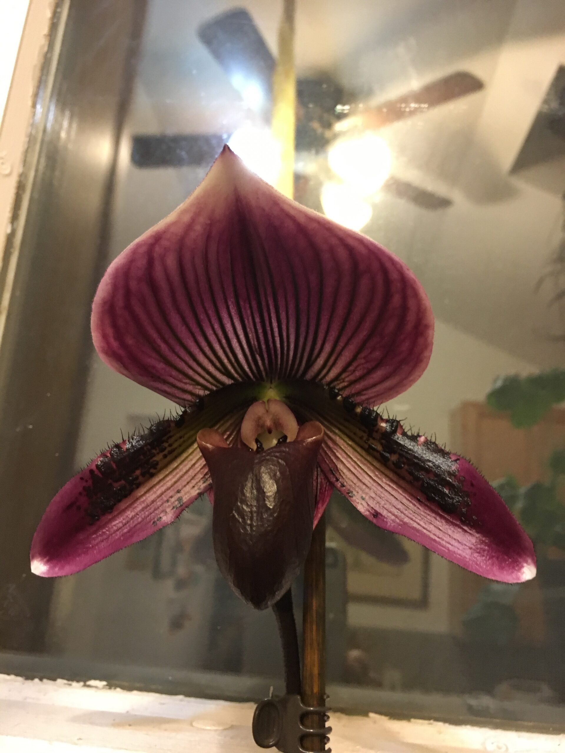 Gallery White Plains Orchids