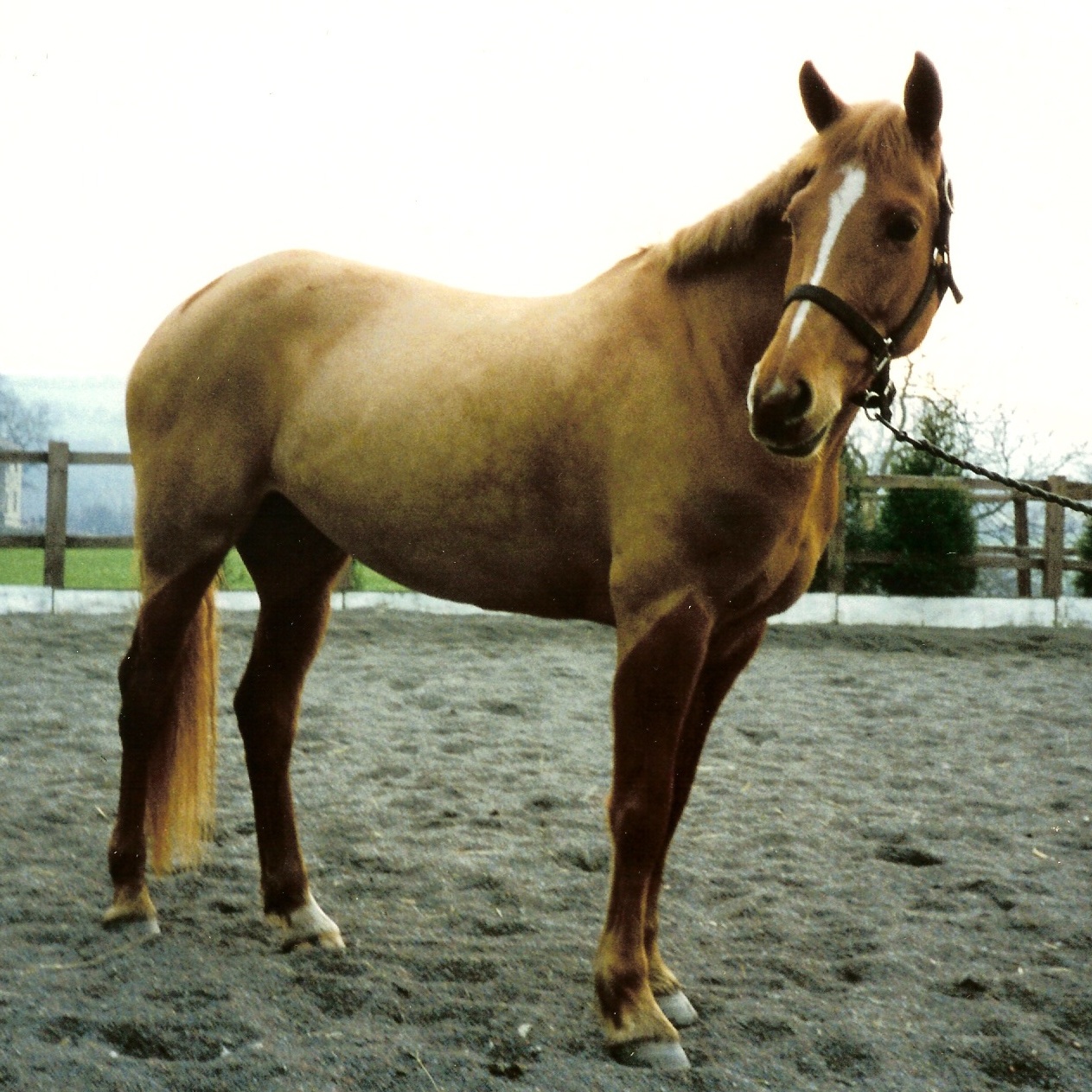 Chestnut Mare White Rose Equestrian Center (704) 5599122