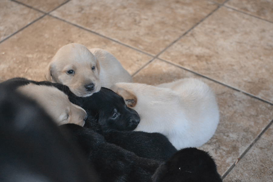 Home White Star Kennel