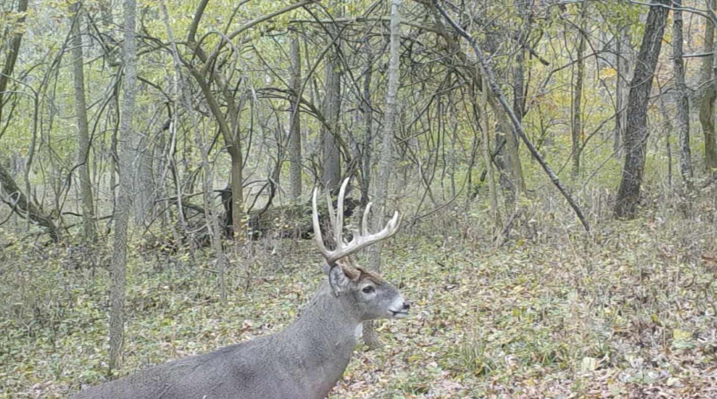 What makes a good deer bedding area? Whitetail Advisor