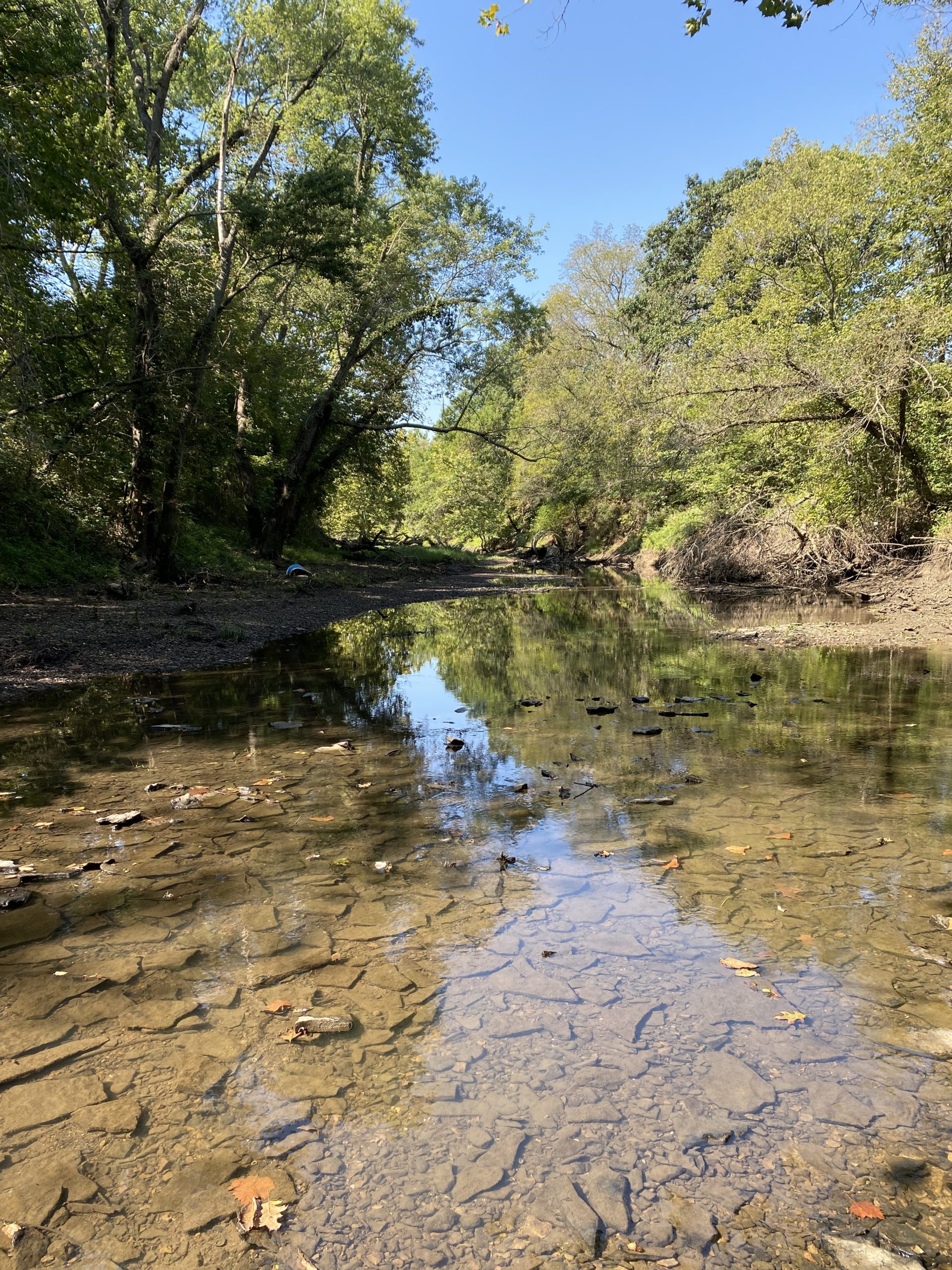 What makes a good deer bedding area? Whitetail Advisor