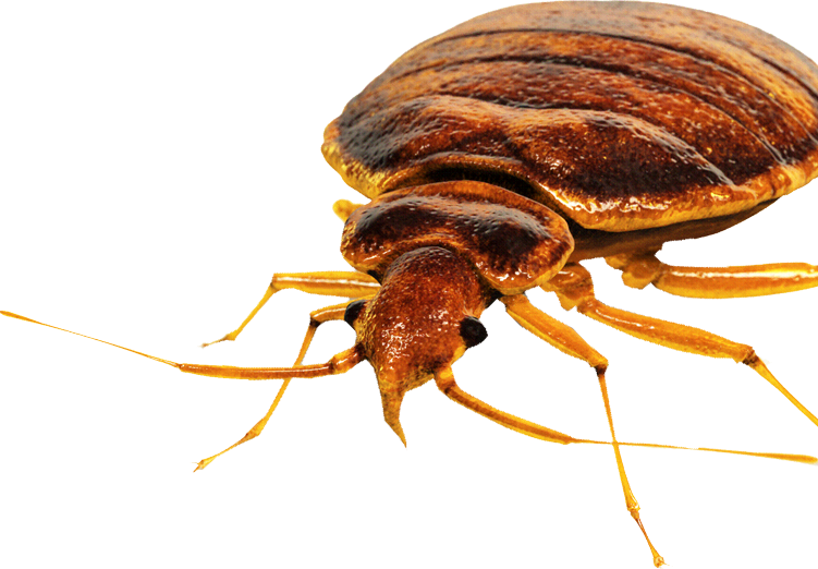 Bed Bug Lawyer + Infestation + Bite Lawsuits Whitney Firm LLP