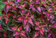 10 Examples Of Annual Plants Knowledge thepoetandtheplant