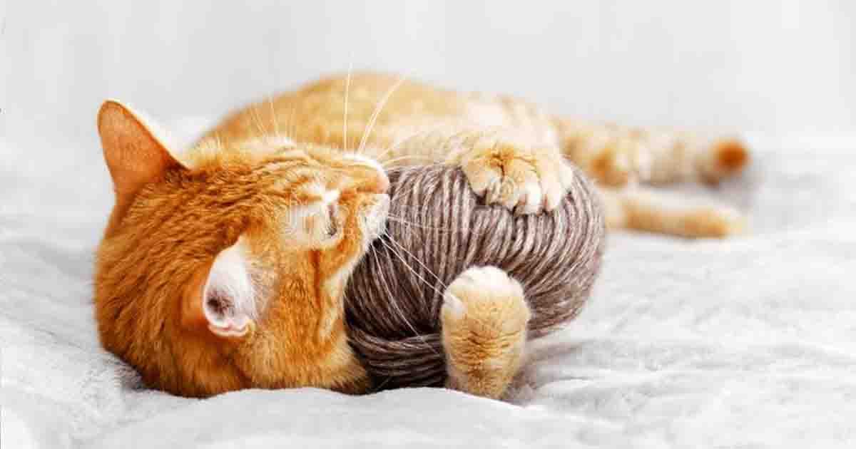 StepbyStep Guide How to Safely Bathe Your Cat at Home WhizzyCat