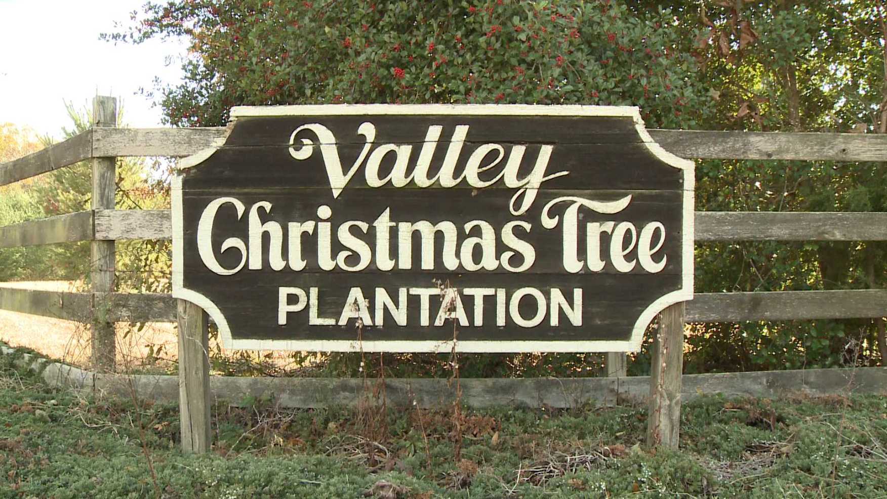 Lane County Christmas Tree Premits 2023 Madison County Christmas tree farmer says 2014 crop is a good one