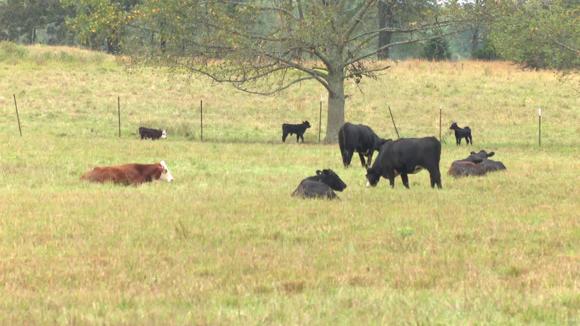 Dry pastures costing Alabama cattle farmers