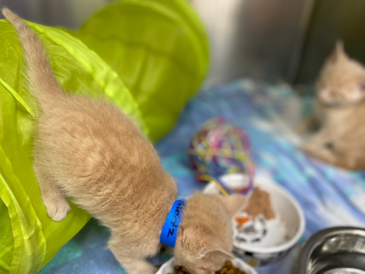 What to do with stray cats and kittens