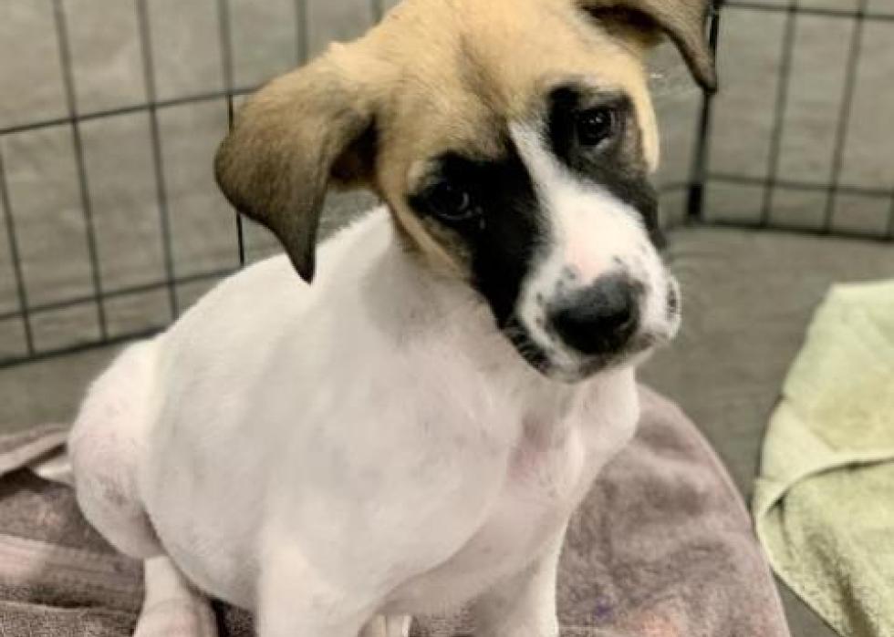 Dogs available for adoption in Huntsville