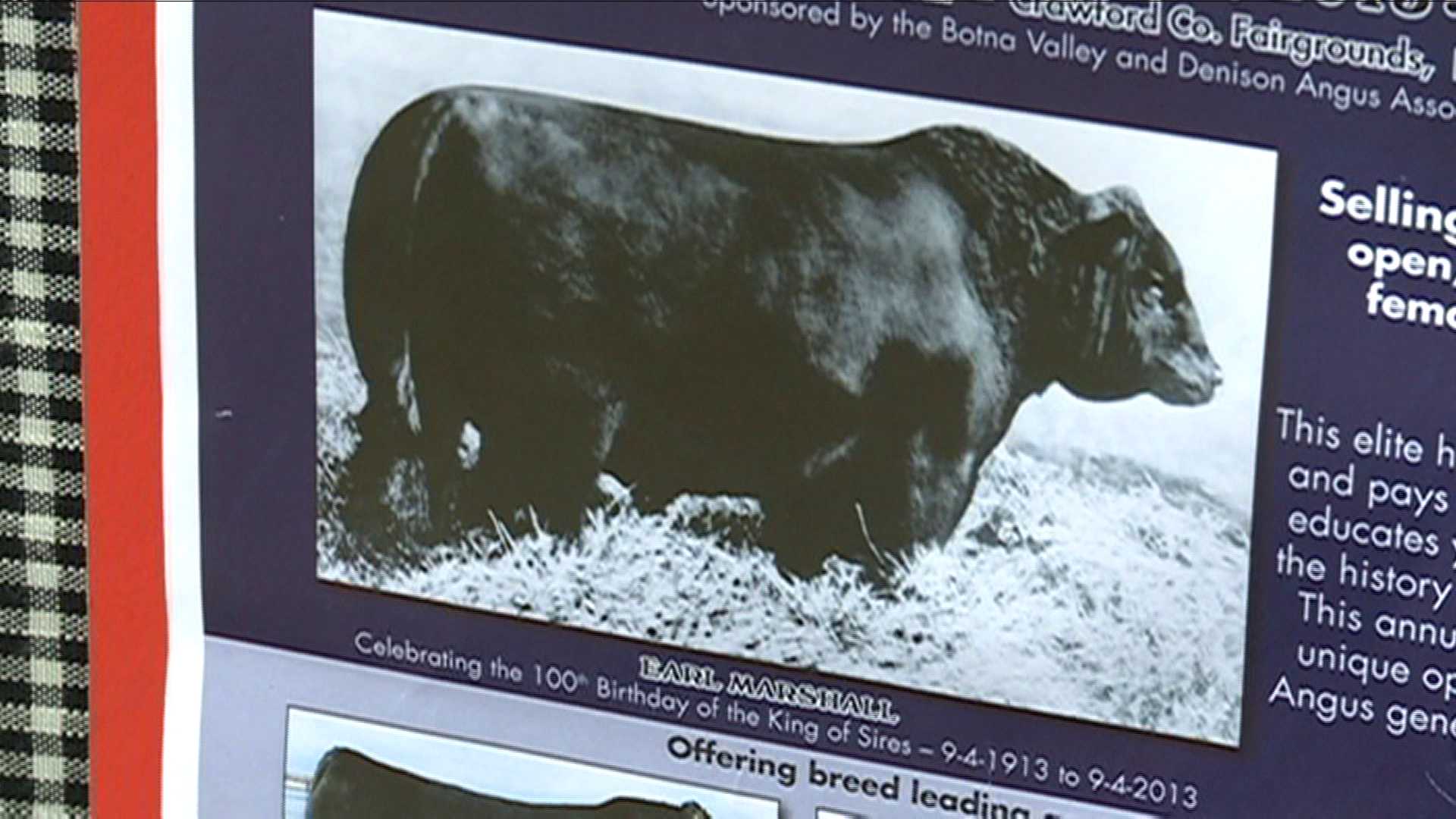 KING OF SIRES Grandfather Of Angus Celebrated