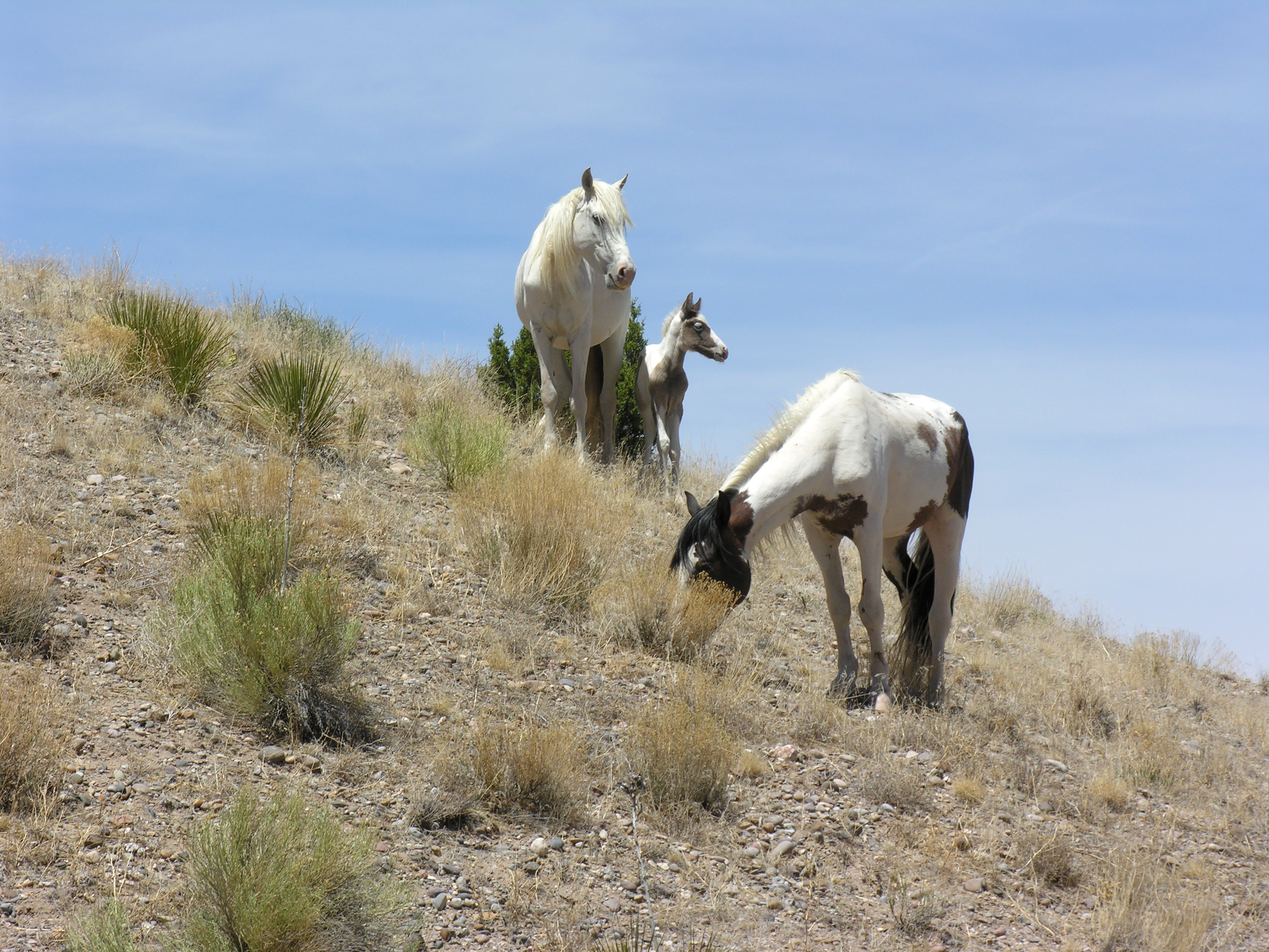 Wild Horses Placitas, NM
