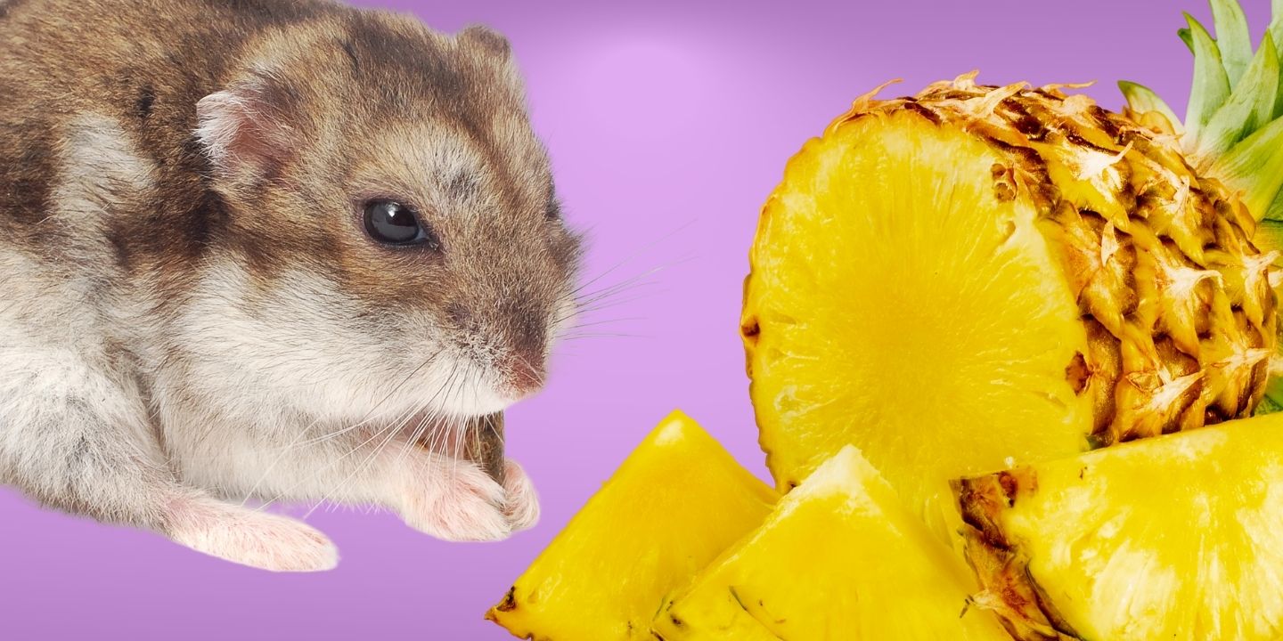 Can Hamsters Eat Pineapple Step By Step Guide