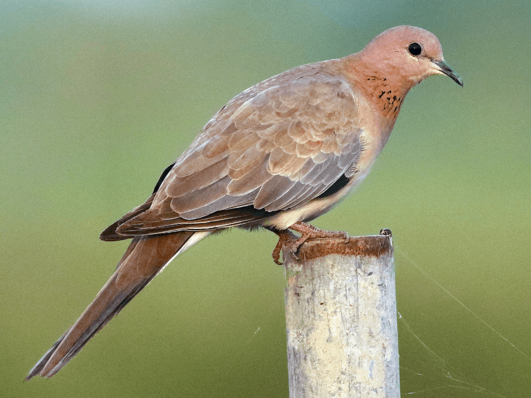 Laughing Dove Whole Earth Education