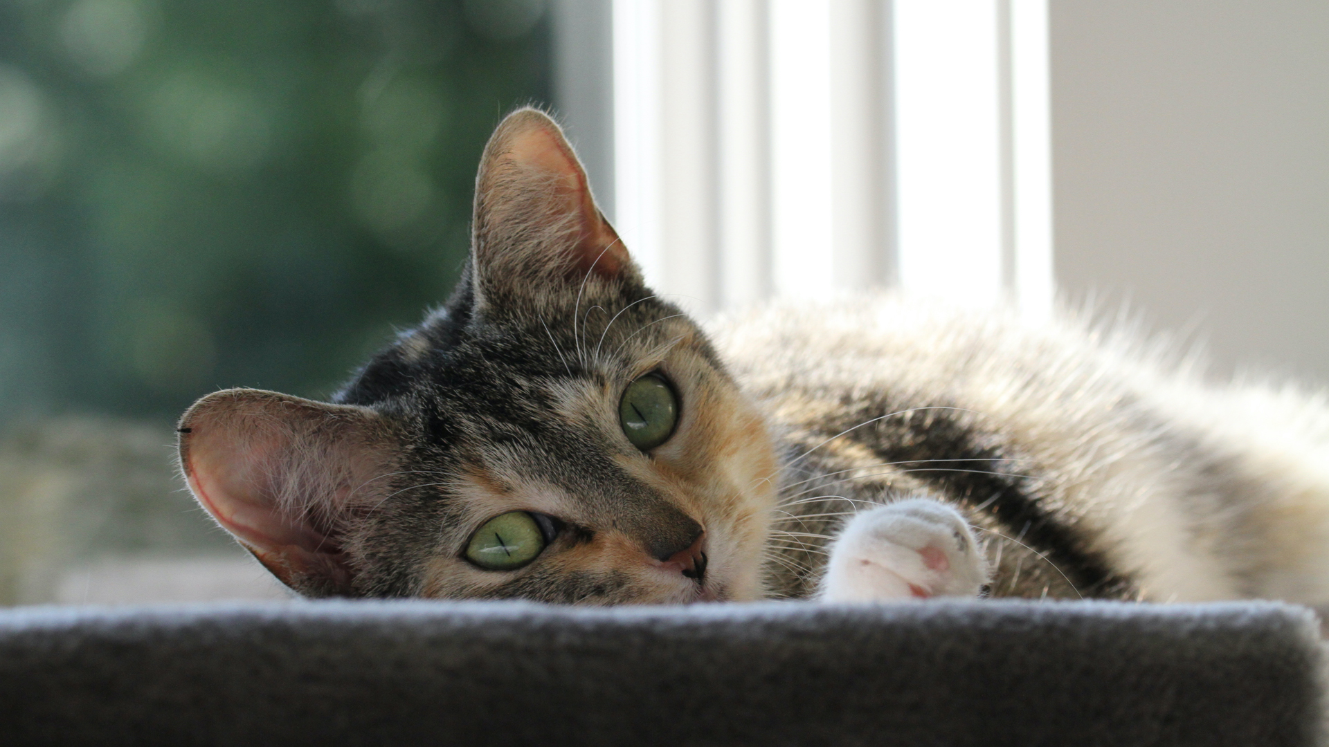 Grand Rapids, MI 49525 Veterinary Reviews Wholehearted Veterinary Care