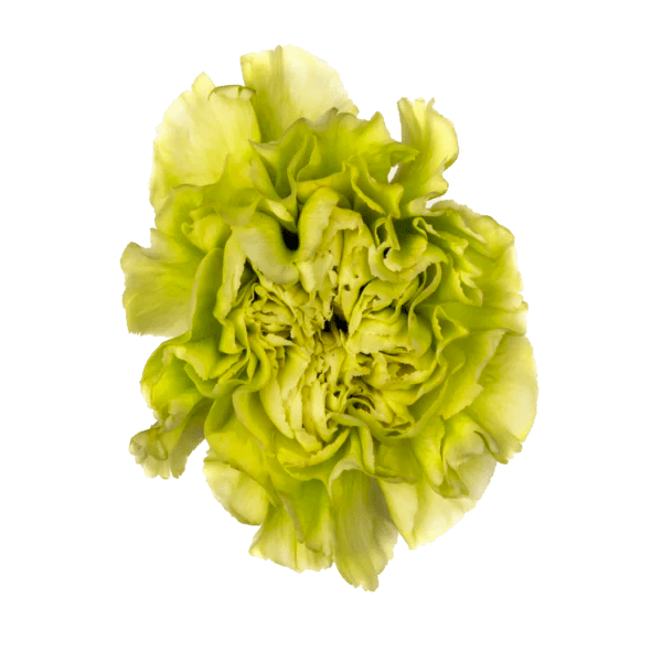 150 Green Carnations Wholesale Carnations Bulk Carnation, Roses