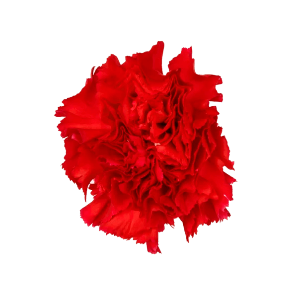 150 Red Carnations Wholesale Carnations Bulk Carnation, Roses
