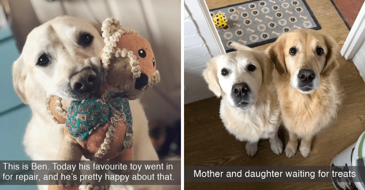 Freshly Wrapped Dog Snaps For Your Daily Dose Of Doggos
