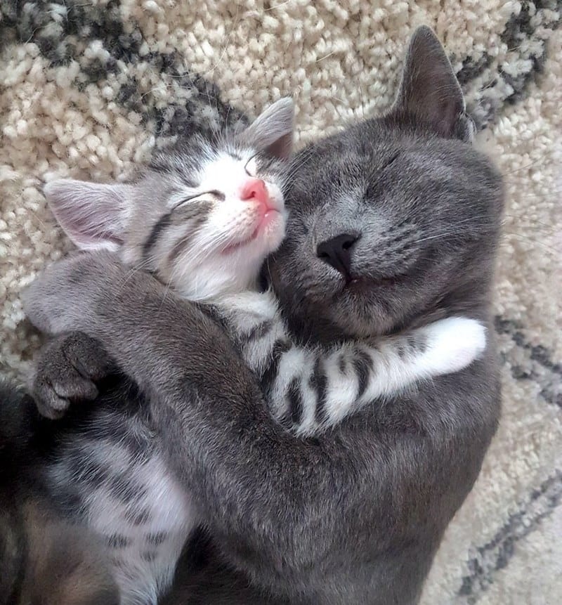 22 Cats That Show Love For Each Other By Cuddling