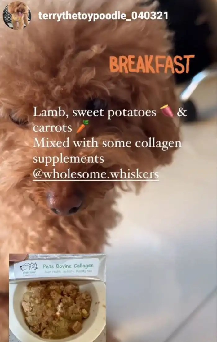 Dog Supplements Cat Supplements Wholesome Whiskers