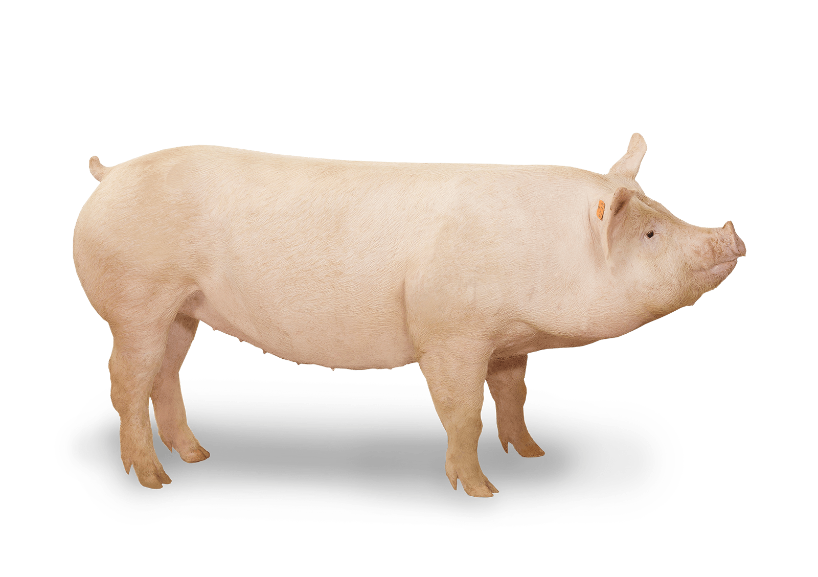 Pig 101 » Wholestone Farms