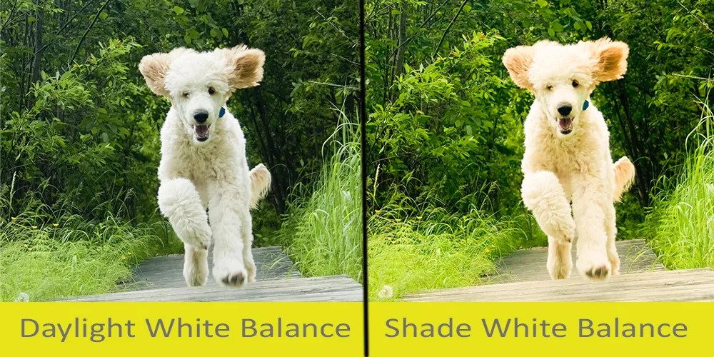 White balance For Photography Colour correct your photos