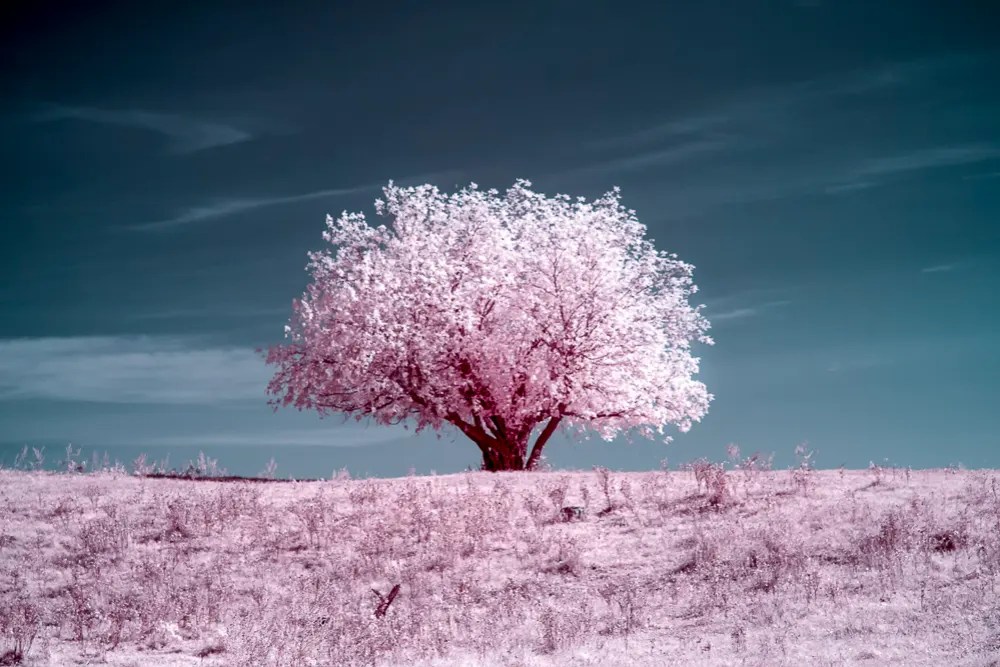 Choosing the Best Infrared Filters for Cameras