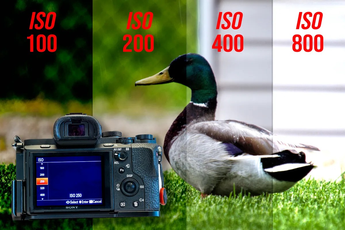 Demystifying ISO in Photography Understanding Camera ISO Settings