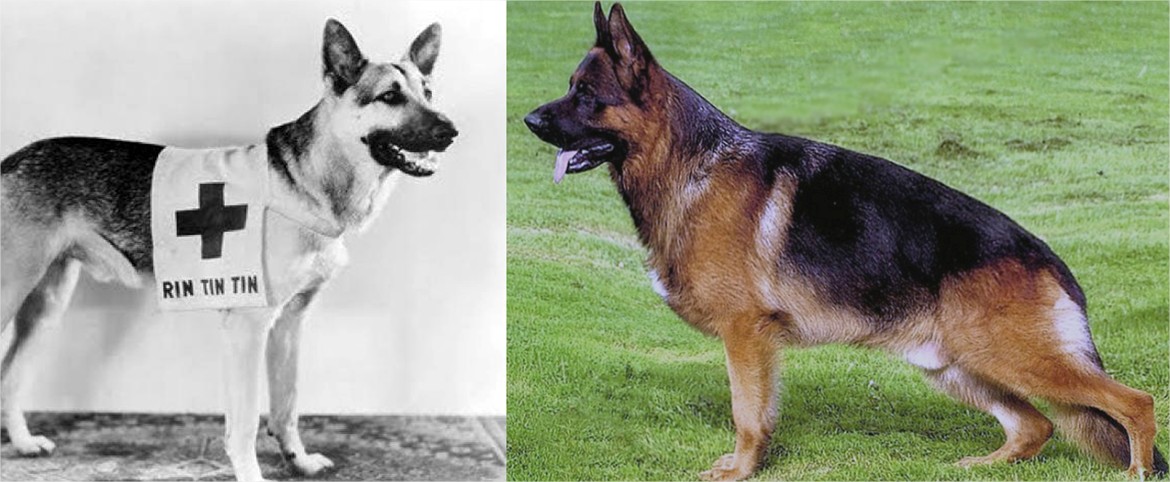 The Cruel Cost of Extreme Dog Breeding WhoWhatWhy