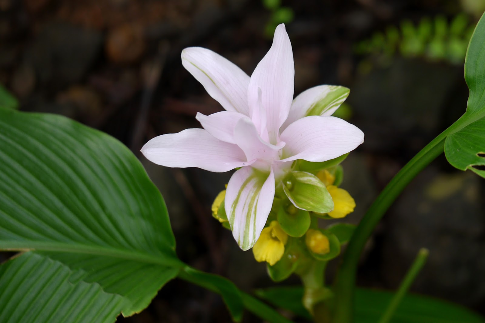 Delicious Turmeric and Its Amazing Healing Powers WhoWhatWhy