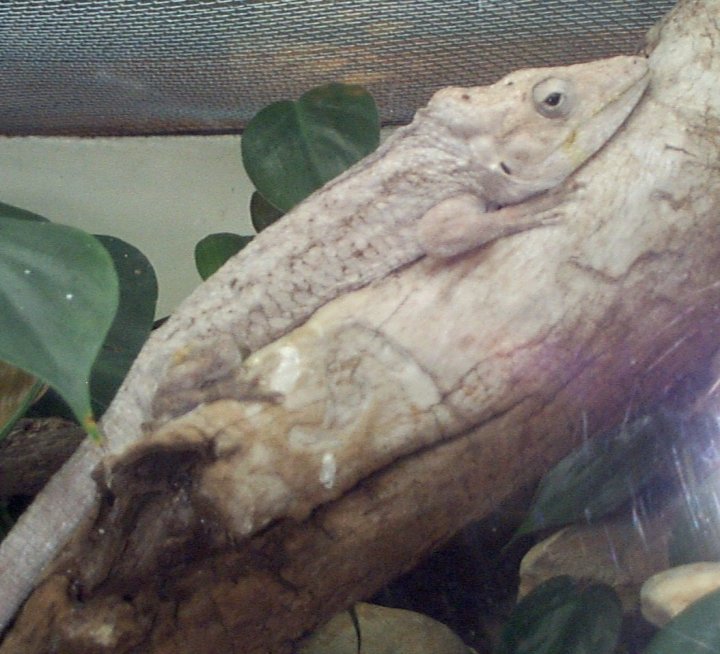 Cuban False Chameleon WhoZoo