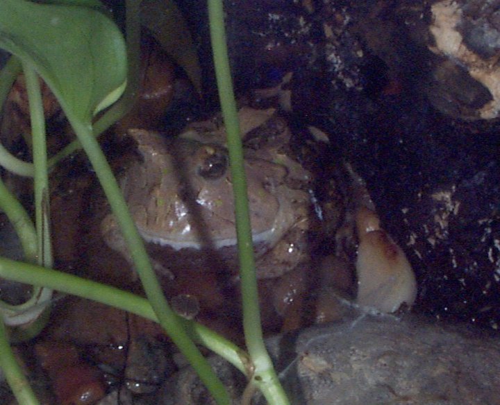 Amazon Horned Frog WhoZoo