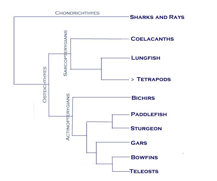 Phylogeny of the Basal Vertebrates (Fish)