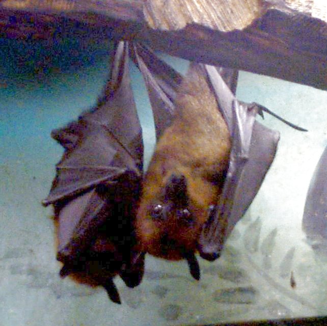 Fruit Bats WhoZoo