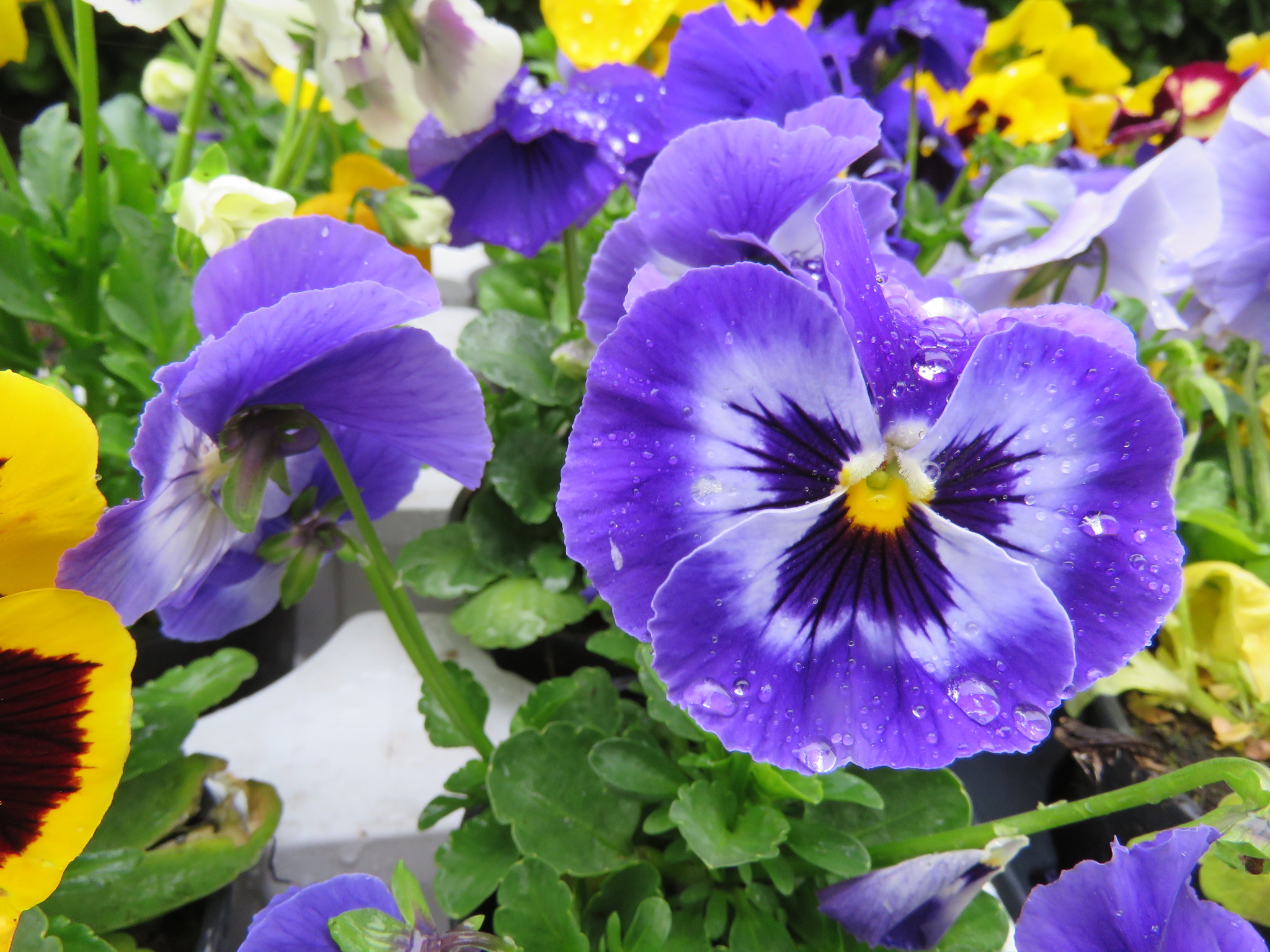 Locke & England Auctioneers & Valuers