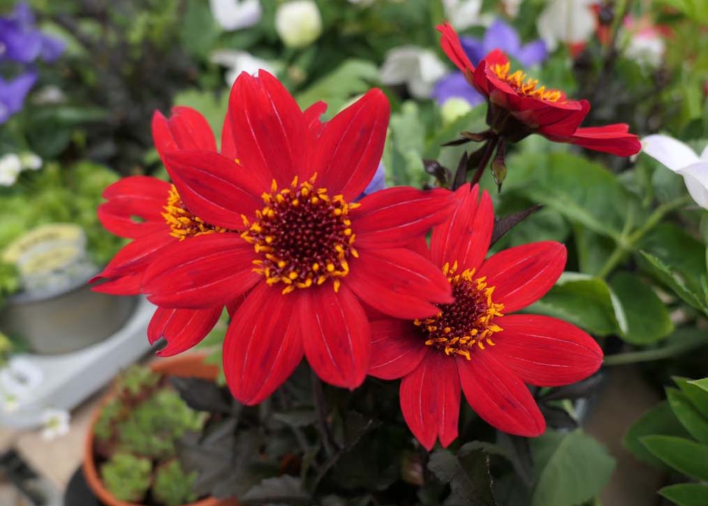 Southams Auctioneers & Valuers