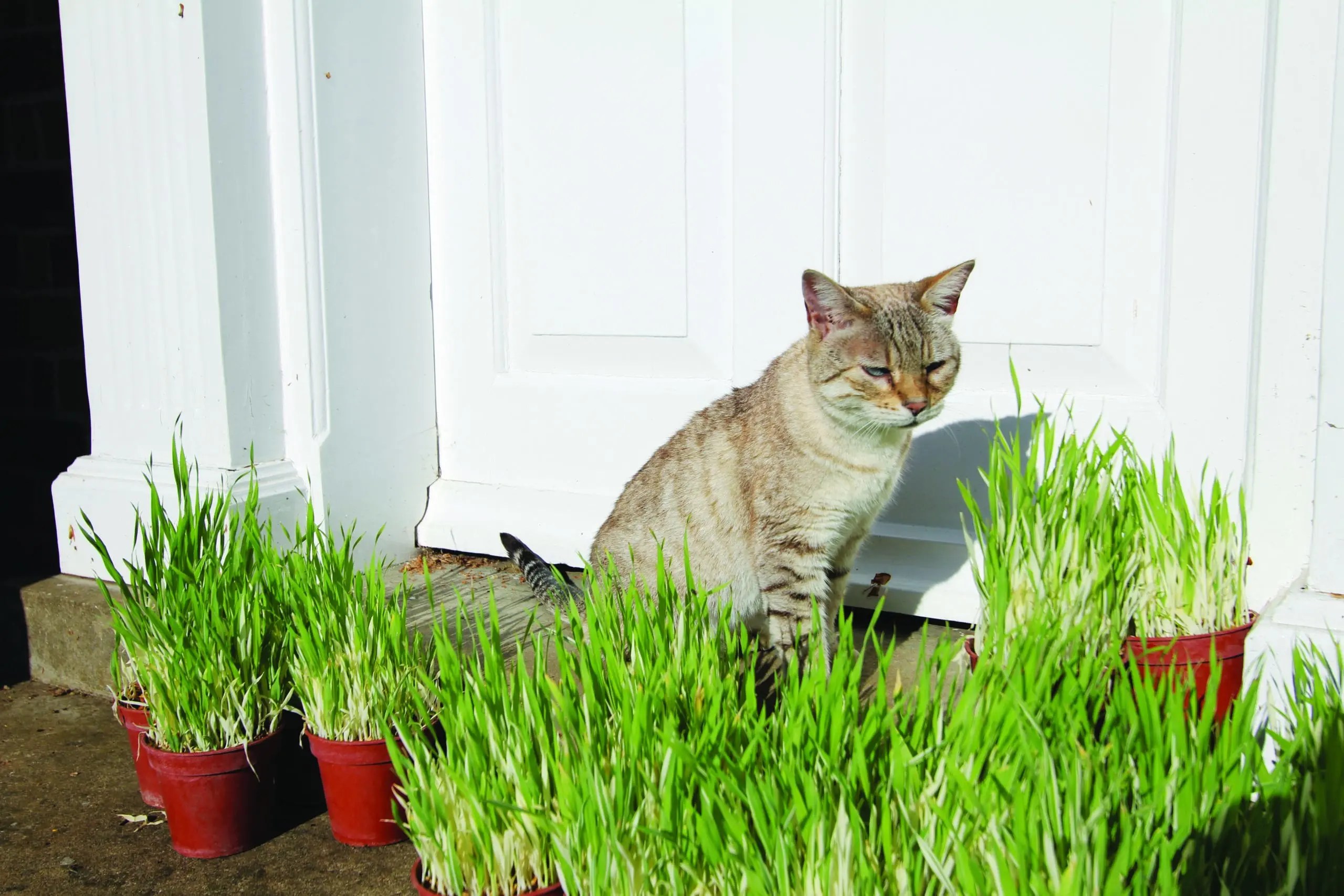 Cat Grass Tabby W.H. Perron