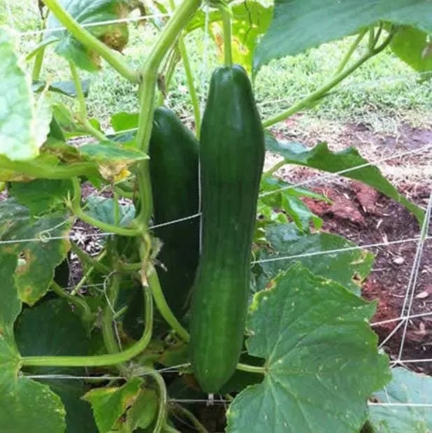 Culture verticale des et cornichons W.H. Perron