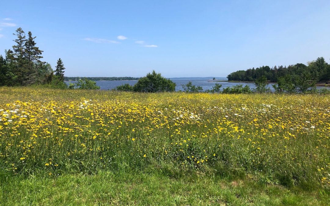 A fun day scheduled for Saturday, July 6th Women for Healthy Rural Living Milbridge, Maine